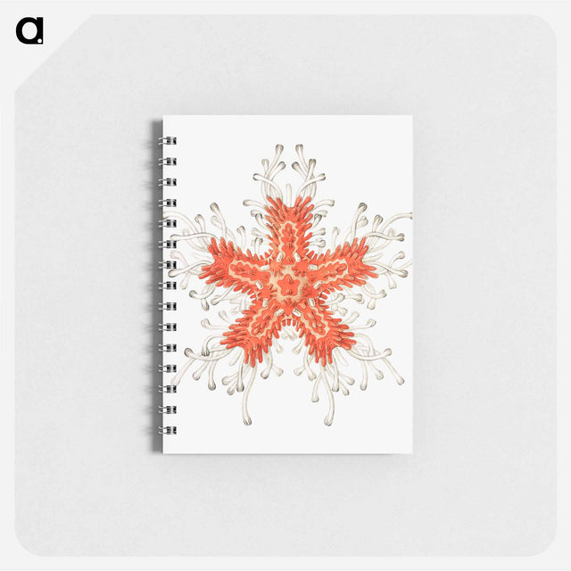 アートメモ帳-Vintage starfish marine life illustration - エルンスト ヘッケル Memo.