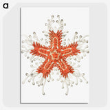 1-94_Ernst-Haeckel_picture-crop