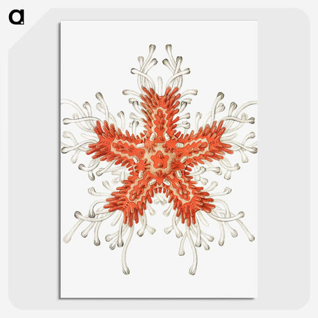 1-94_Ernst-Haeckel_picture-crop