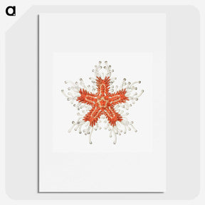 1-94_Ernst-Haeckel_picture