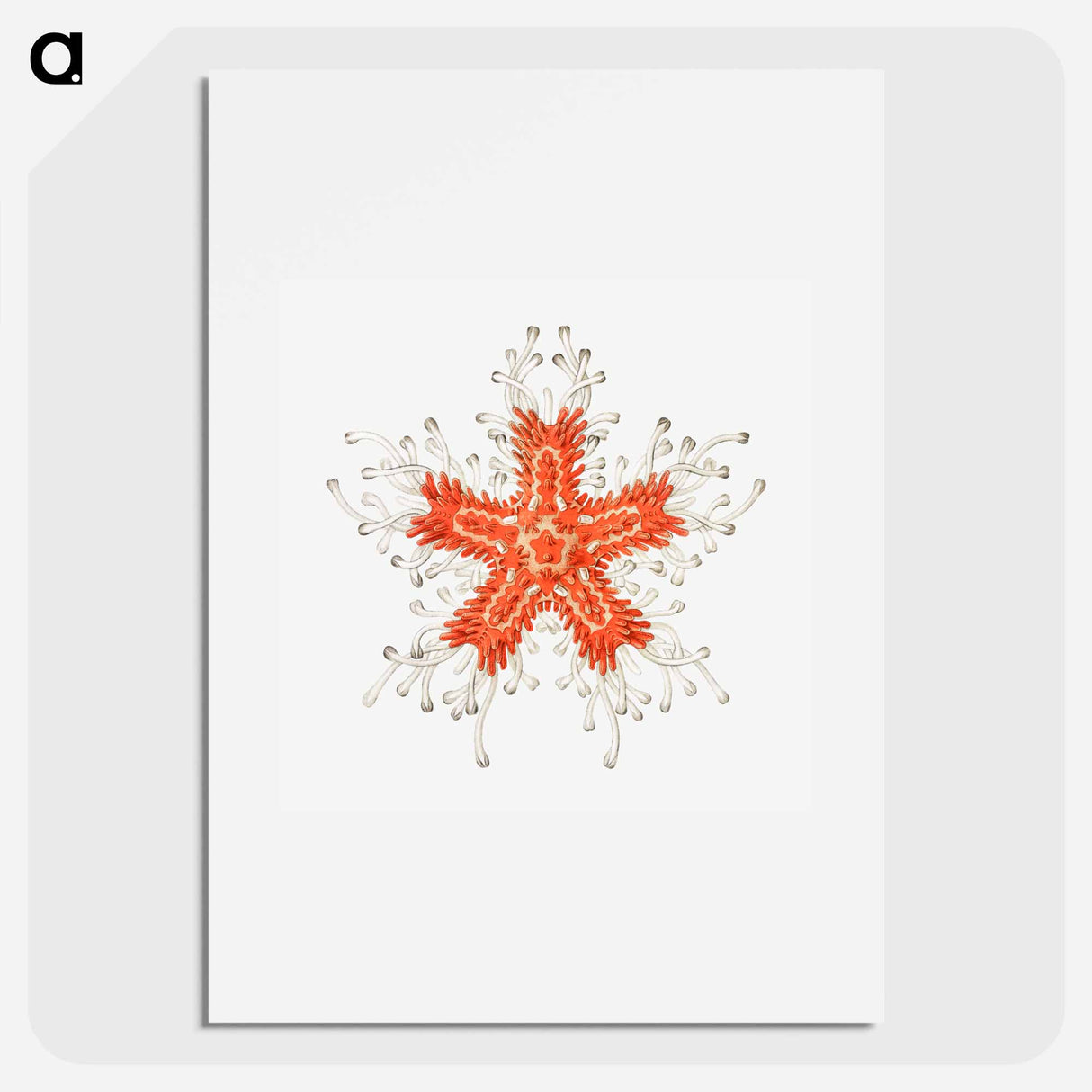 Vintage starfish marine life illustration - エルンスト ヘッケル Poster.