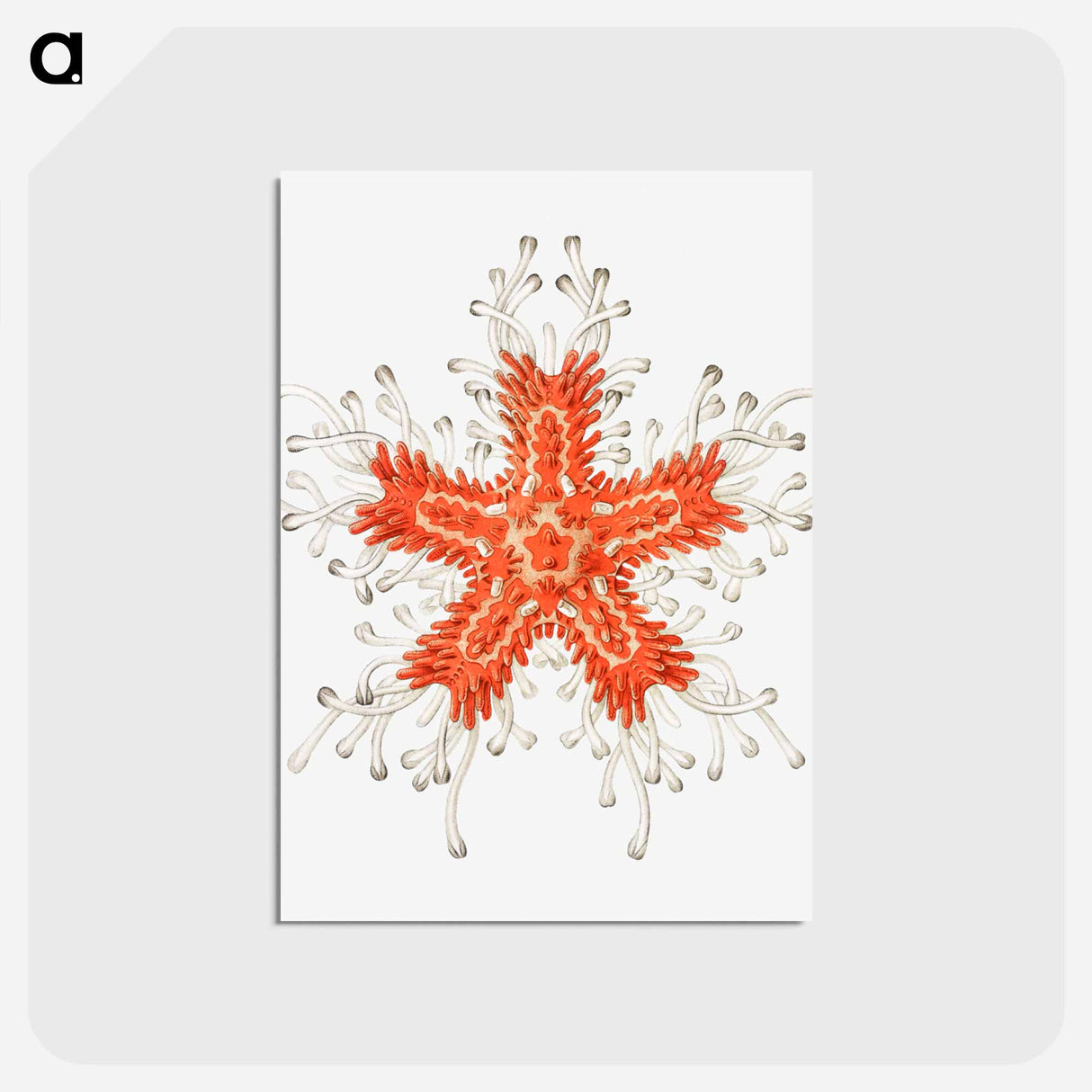 アートポストカード-Vintage starfish marine life illustration - エルンスト ヘッケル Postcard.