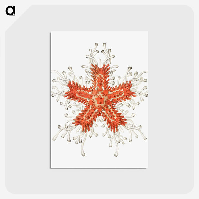 1-94_Ernst-Haeckel_postcard