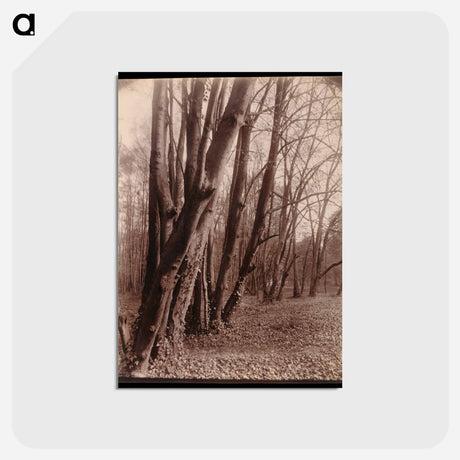 アートポストカード-The Park at Saint-Cloud
 - ウジェーヌ アジェ Postcard.