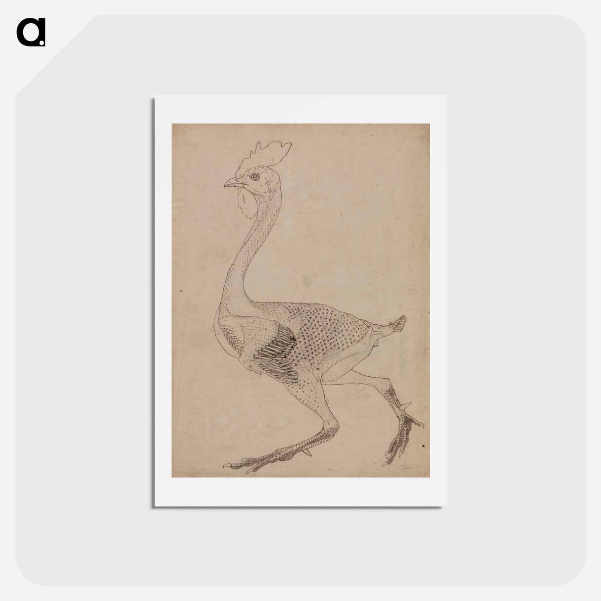 アートポストカード-Fowl Body, Lateral View
 - ジョージ スタッブス Postcard.