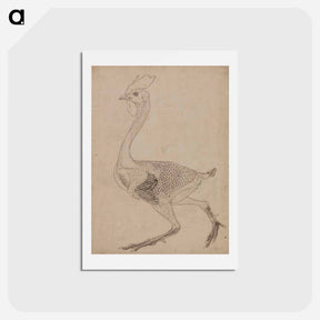 アートポストカード-Fowl Body, Lateral View
 - ジョージ スタッブス Postcard.