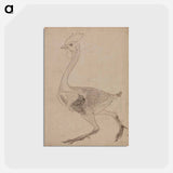 アートポストカード-Fowl Body, Lateral View
 - ジョージ スタッブス Postcard.