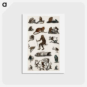 アートポストカード-Monkeys from Animated Nature
 - ゴールドスミスの生き生きとした自然 Postcard.