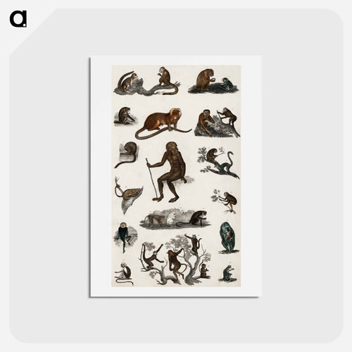 Monkeys from Animated Nature
 - ゴールドスミスの生き生きとした自然 Postcard.