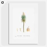 1-94_Histoire-des-Plantes-Grasses_picture
