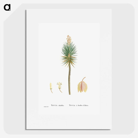 1-94_Histoire-des-Plantes-Grasses_picture
