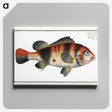 1-94_Ichtyologie-ou-Histoire-naturelle_canvas