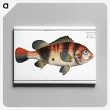 1-94_Ichtyologie-ou-Histoire-naturelle_canvas