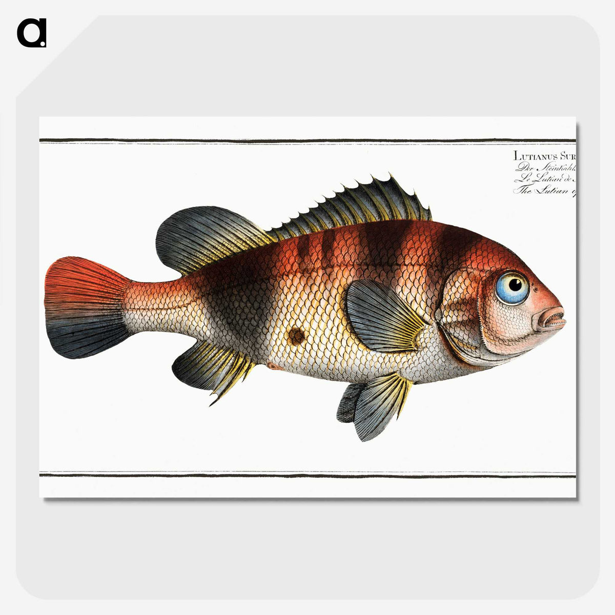 1-94_Ichtyologie-ou-Histoire-naturelle_picture-crop