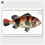 1-94_Ichtyologie-ou-Histoire-naturelle_picture-crop