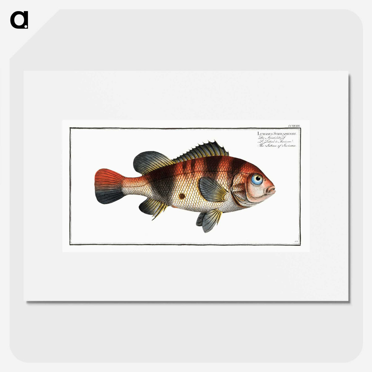 1-94_Ichtyologie-ou-Histoire-naturelle_picture