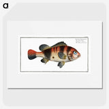 1-94_Ichtyologie-ou-Histoire-naturelle_picture