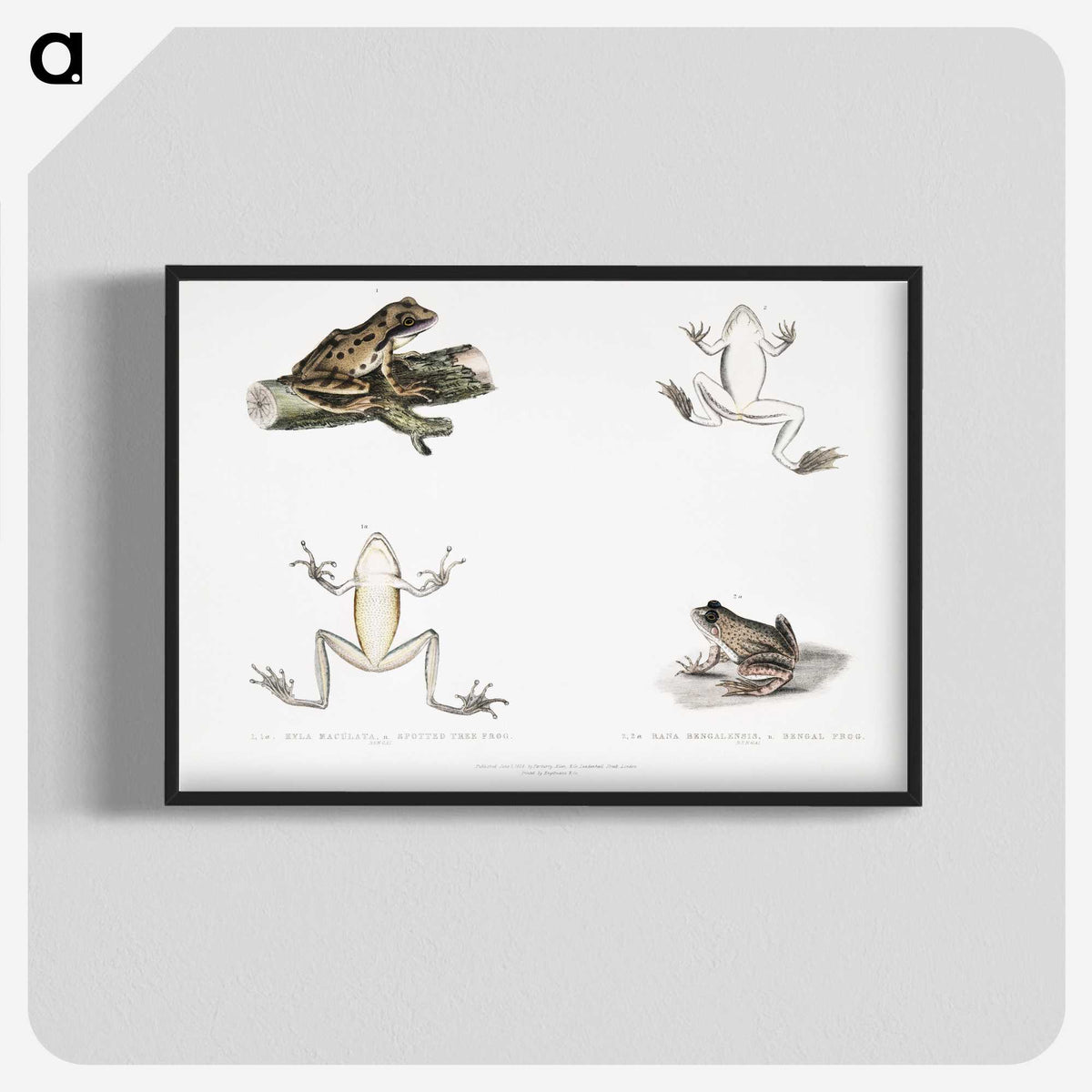 1-94_Indian-Zoology_blk-crop