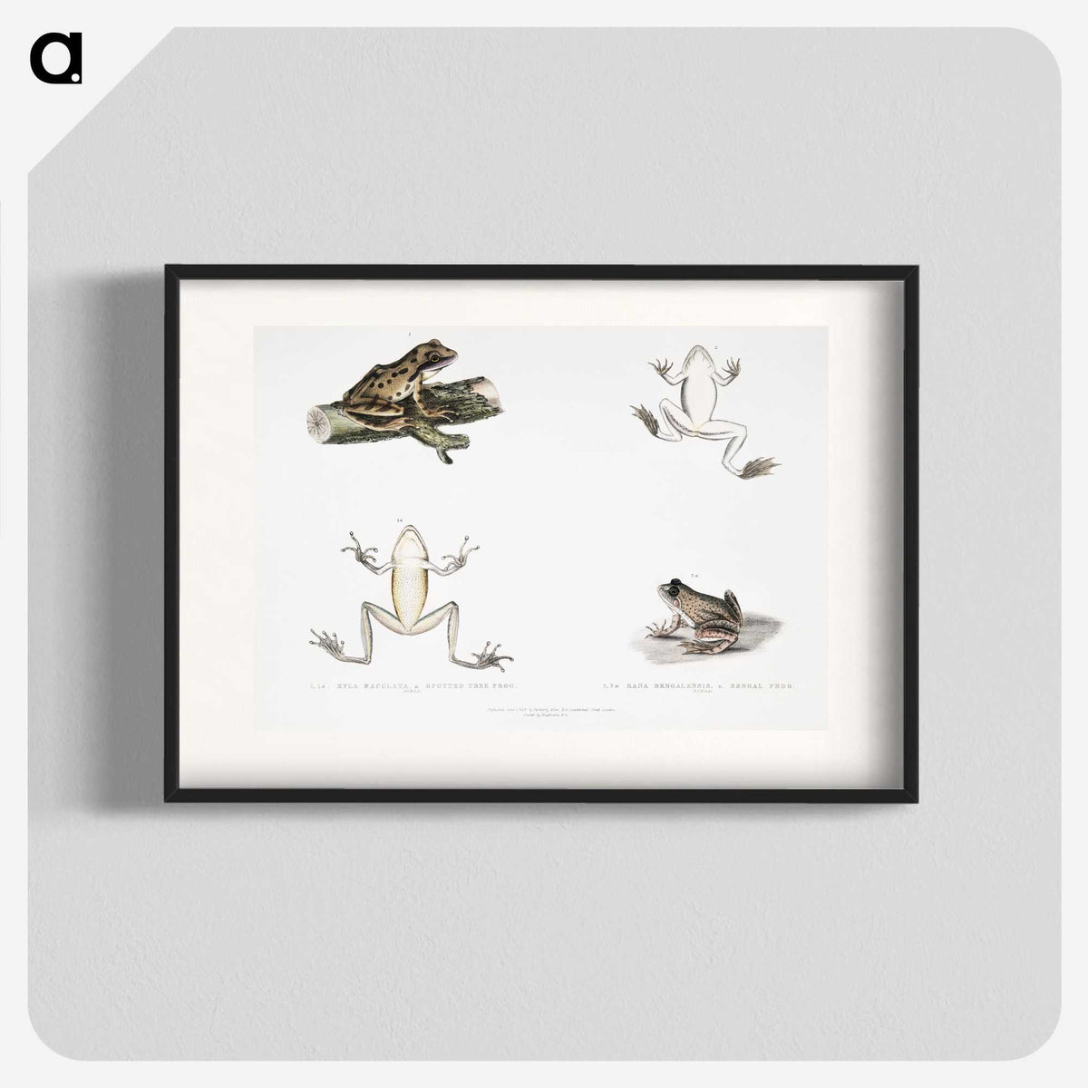 1-94_Indian-Zoology_blk