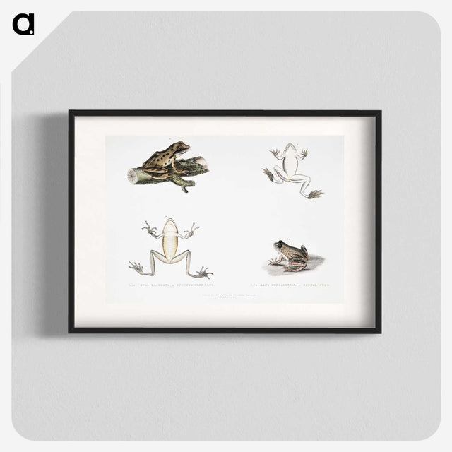1-94_Indian-Zoology_blk
