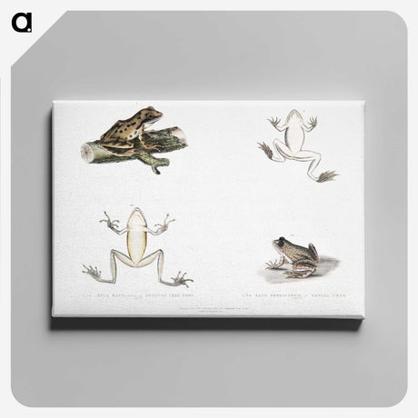 1-94_Indian-Zoology_canvas