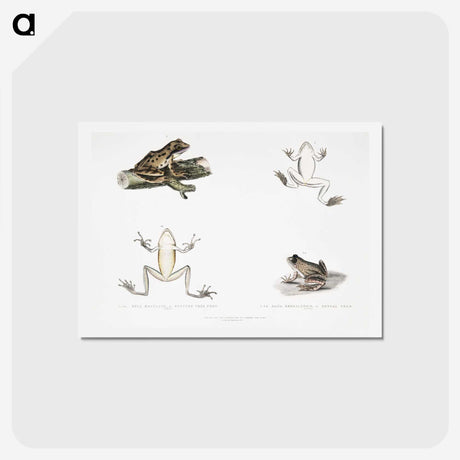 1-94_Indian-Zoology_hagaki