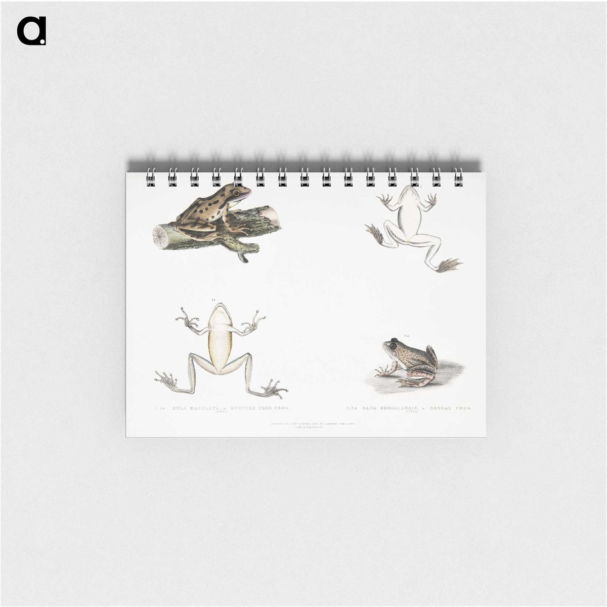 1-94_Indian-Zoology_memo