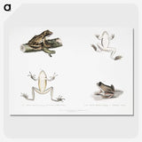 1-94_Indian-Zoology_picture-crop