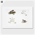 1-94_Indian-Zoology_picture