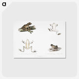 1-94_Indian-Zoology_postcard
