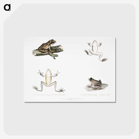 1-94_Indian-Zoology_postcard
