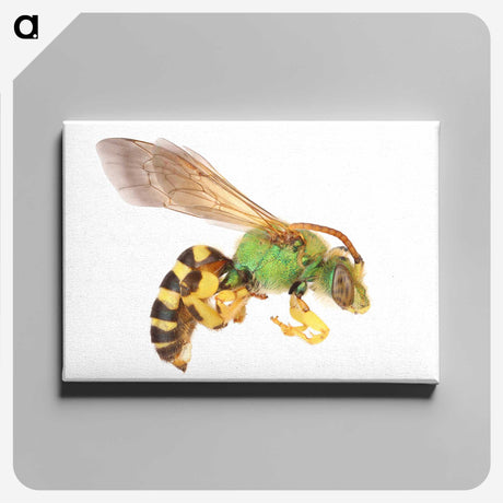 1-94_Insects-Unlocked-Project_canvas