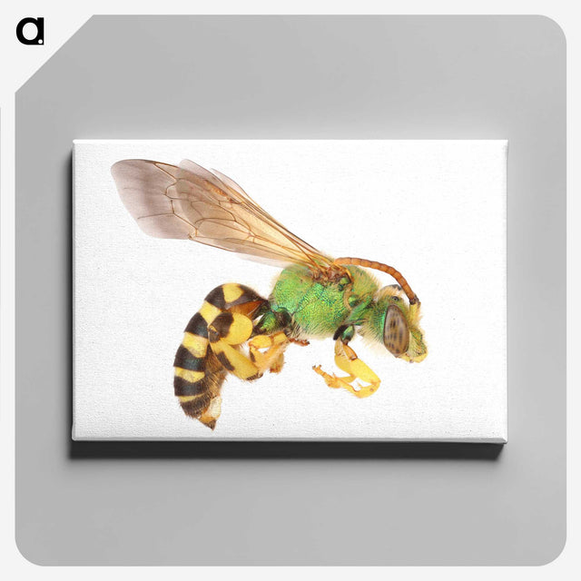 1-94_Insects-Unlocked-Project_canvas