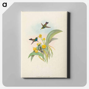 アートパネル-Blue-breasted Hummingbird
 - ジョン グールド Canvas.