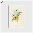 アートポストカード-Blue-breasted Hummingbird
 - ジョン グールド Postcard.