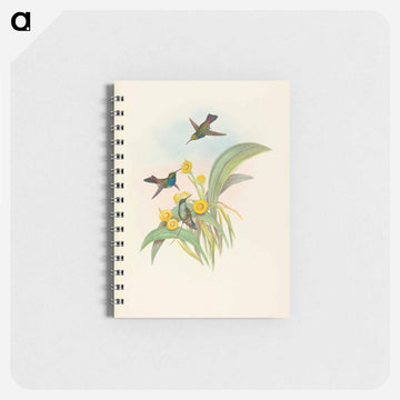 Blue-breasted Hummingbird
 - ジョン グールド Memo.