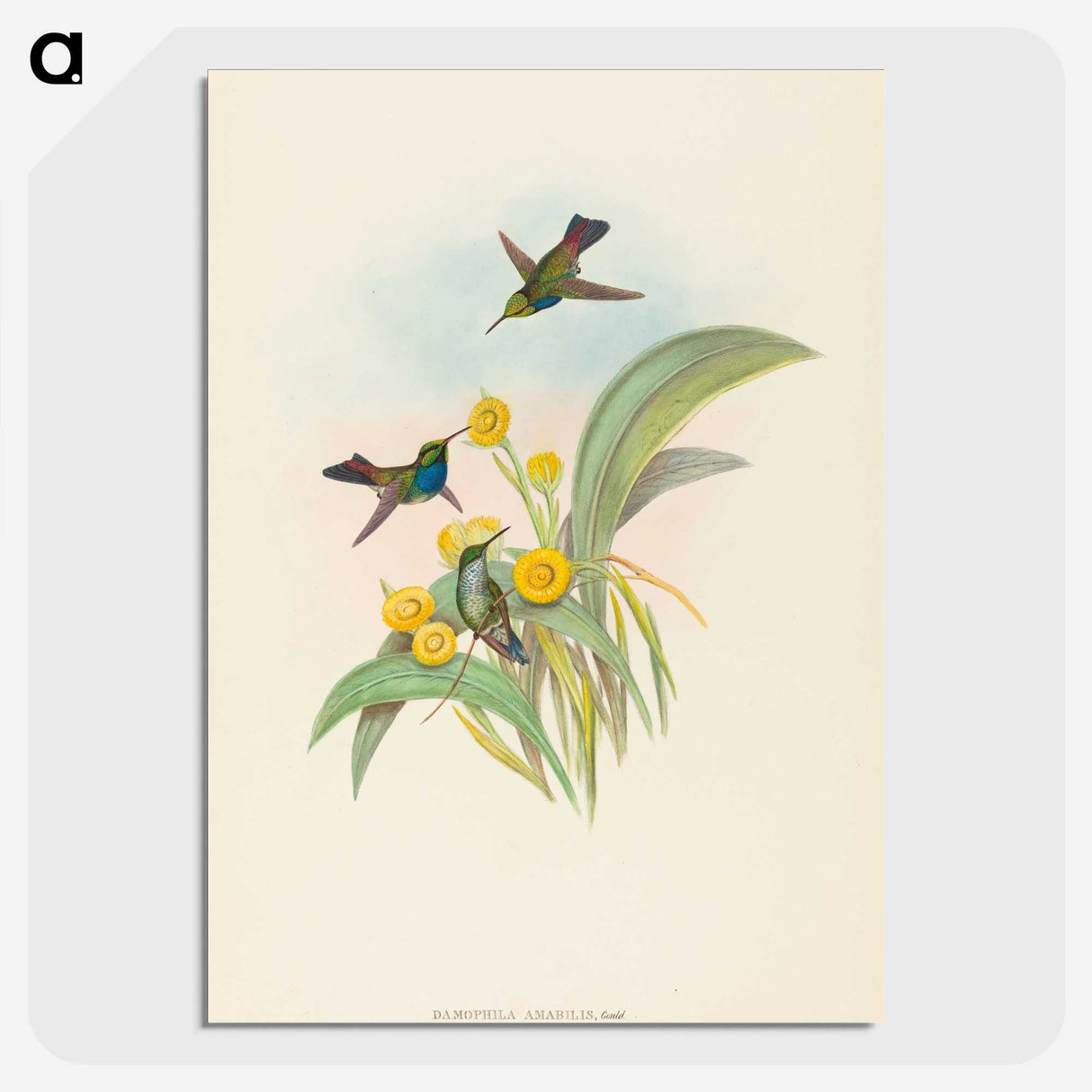 1-94_John-Gould_picture-crop