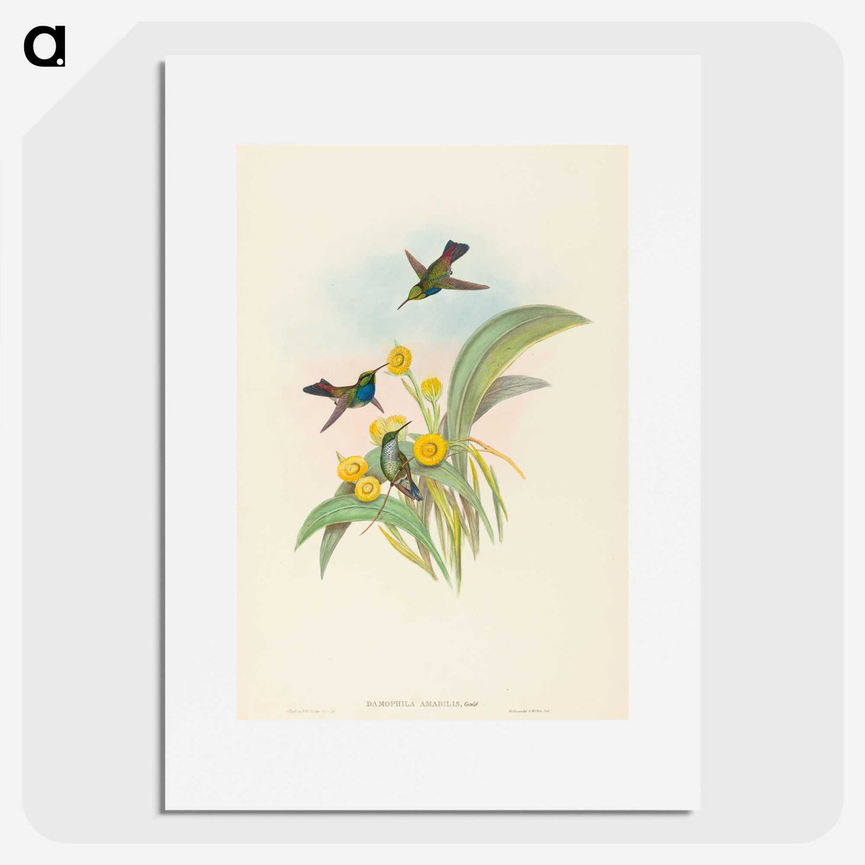 1-94_John-Gould_picture