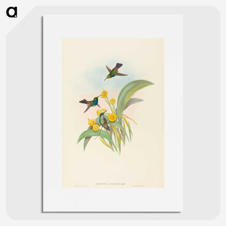 1-94_John-Gould_picture