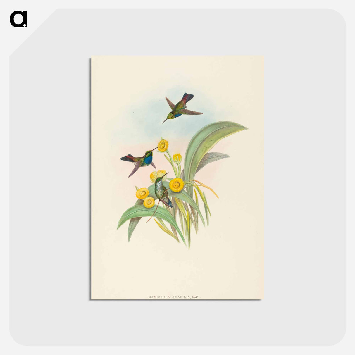 アートポストカード-Blue-breasted Hummingbird
 - ジョン グールド Postcard.