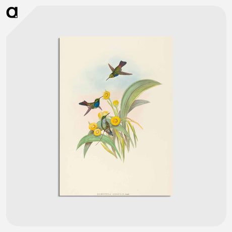 アートポストカード-Blue-breasted Hummingbird
 - ジョン グールド Postcard.