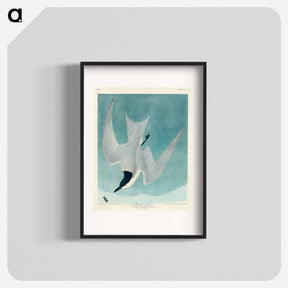 アートポスター-Marsh Tern
 - ジョン ジェームス オーデュボン Poster.
