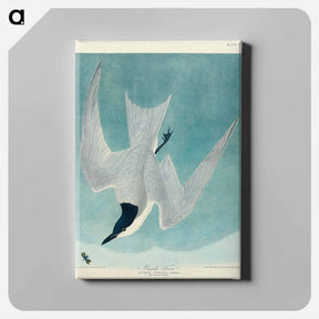 アートパネル-Marsh Tern
 - ジョン ジェームス オーデュボン Canvas.