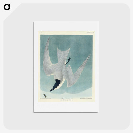 1-94_John-James-Audubon_hagaki