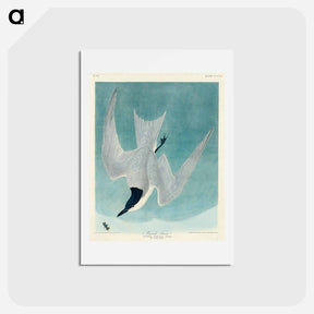 アートポストカード-Marsh Tern
 - ジョン ジェームス オーデュボン Postcard.