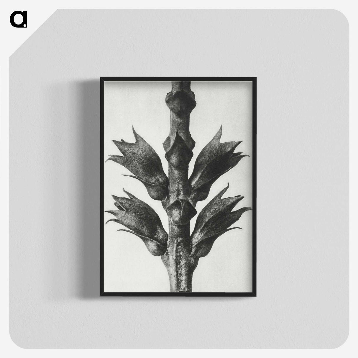 1-94_Karl-Blossfeldt_blk-crop