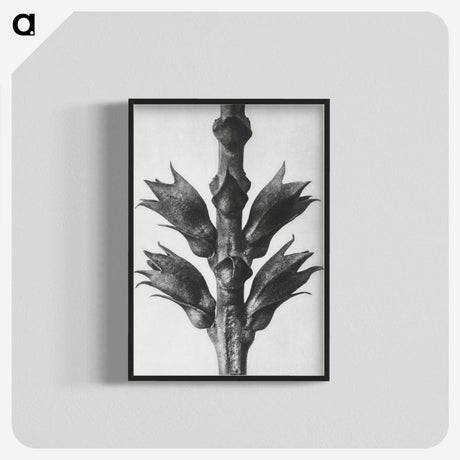 1-94_Karl-Blossfeldt_blk-crop