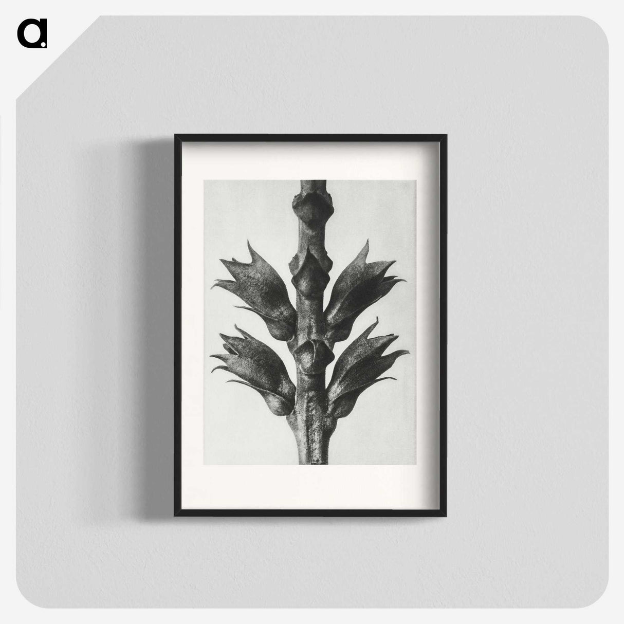 1-94_Karl-Blossfeldt_blk