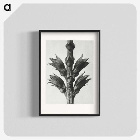 1-94_Karl-Blossfeldt_blk