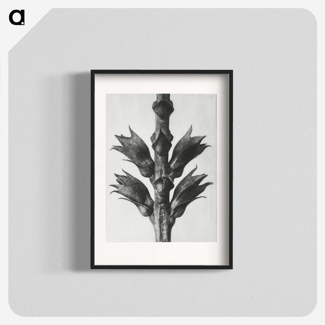 1-94_Karl-Blossfeldt_blk